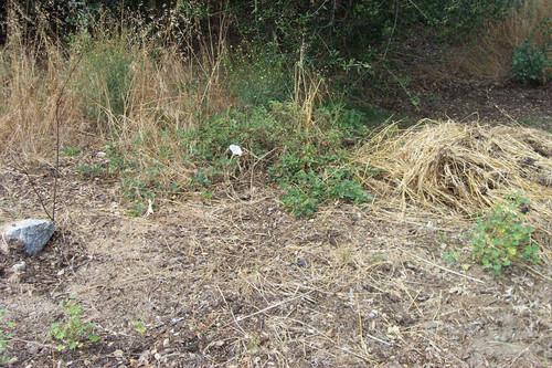 White flower among weeds