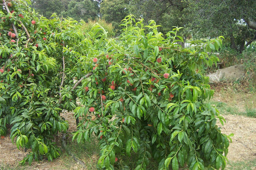 Warm colored fruit on trees