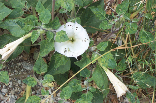 White flower with holes in petals