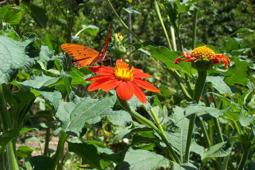 Close view of butterfly on flower