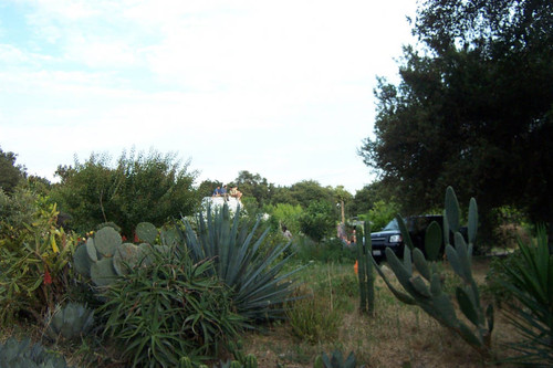 Earth Dome behind cacti