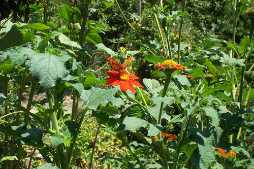 Butterfly on orange flower