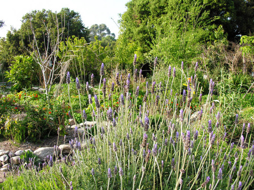 Plant with purple flowers