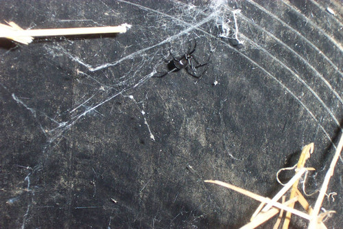 Black widow spider on web in bucket