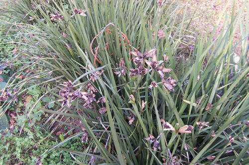 Purple pods