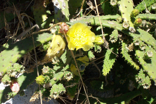 Yellow flower on cactus