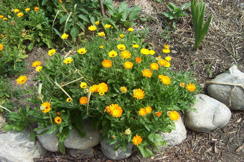 Yellow flowers looming over rock path