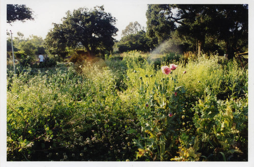 Farm view