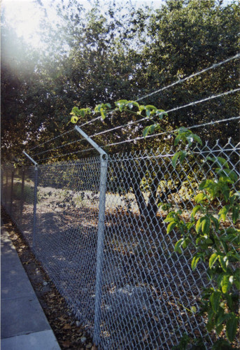 Passion fruit vines