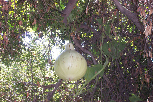 Hanging gourd