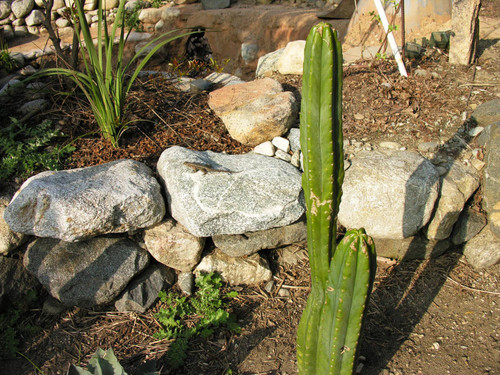 Cactus and other desert plants