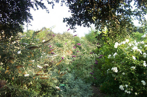 Plants, flowers, and tree branches