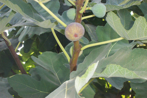 Bulb-like growth on tree