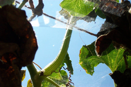 Low-angle view of spider webs