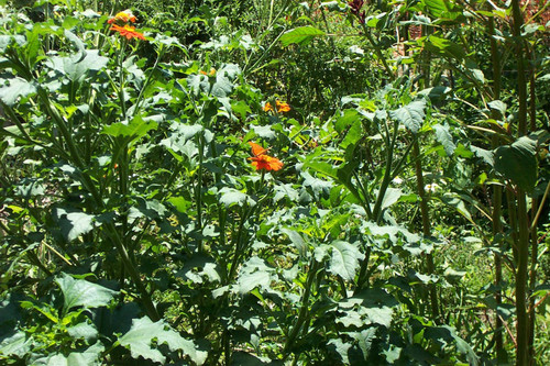 Butterflies on orange flowers