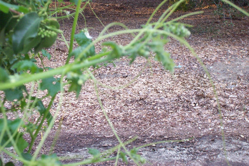 Close and blurry view of stems and leaves