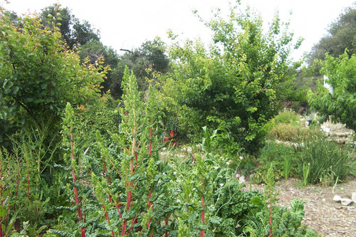 Assortment of plants