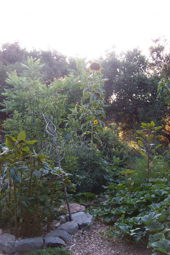 Sunflower among various plants