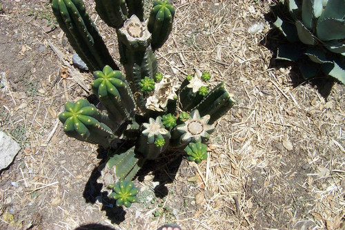 Top-down view of cactus