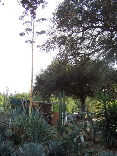 Trees and cacti