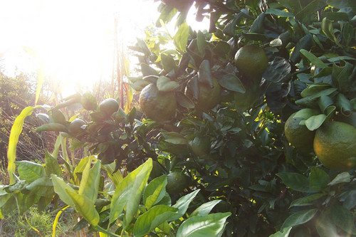 Fruit bathed in sunlight