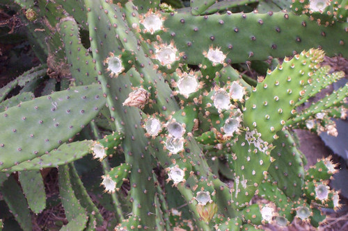 Close view of green cactus