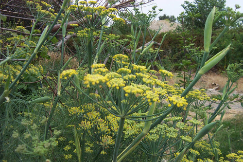 Horizontal view of yellow flowers