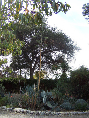 Tree and cacti