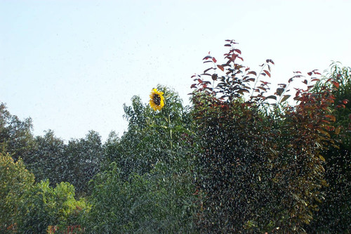 Watered sunflower