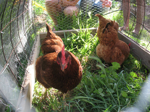 Rooster and chickens