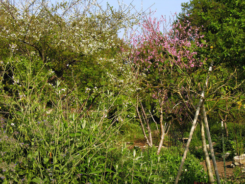 Plants and trees