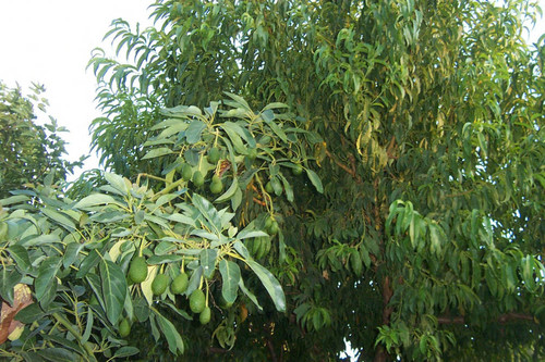 Green fruit hanging from tree