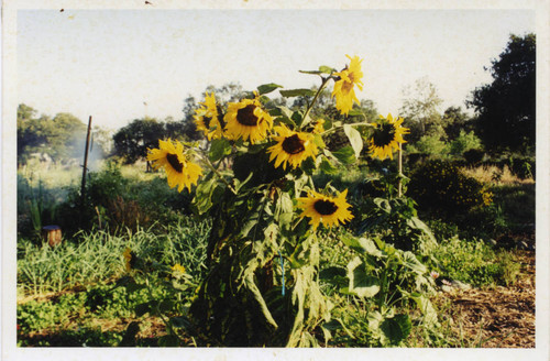 Sunflowers