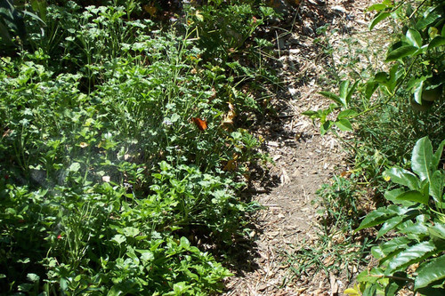 Butterfly near spider web