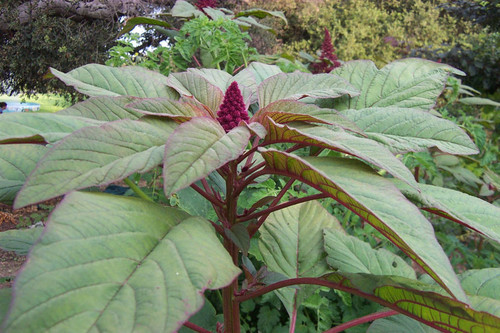 Conical purple cluster