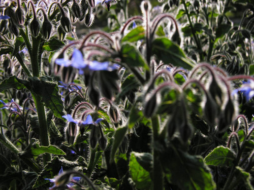 Close view of blue flowers