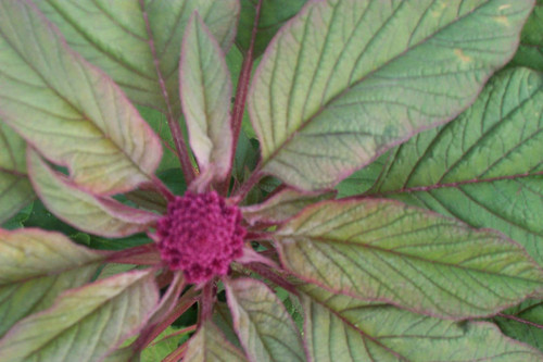 High-angle of conical purple culster