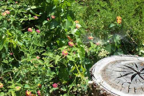 Butterfly near spider web and stump