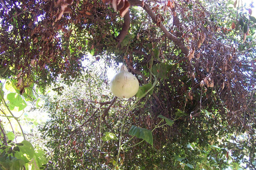 White gourd