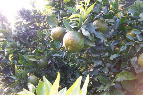 Close view of green fruit on tree