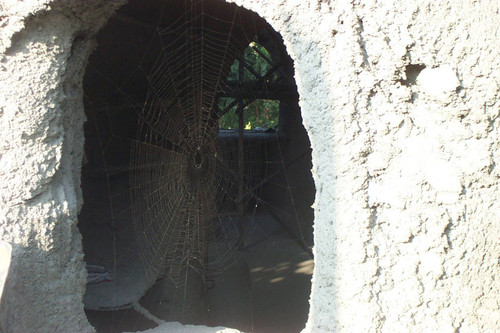 Spider web