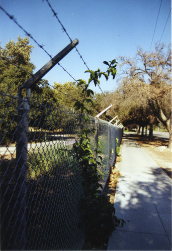 Passion fruit vines