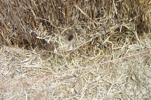 Spider hole in hay