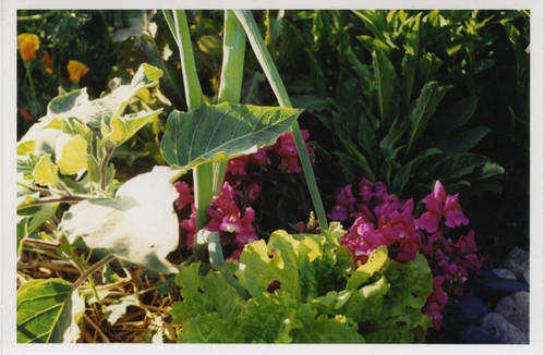 Greenery and flowers