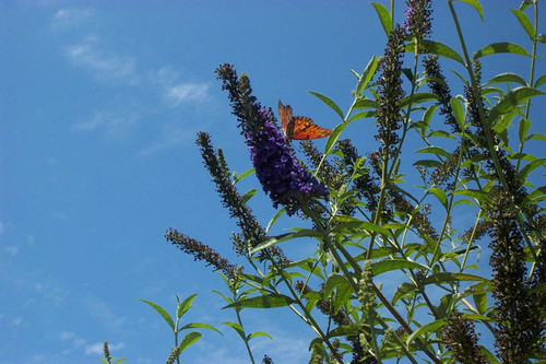 Close view of orange butterfly on a purple flower