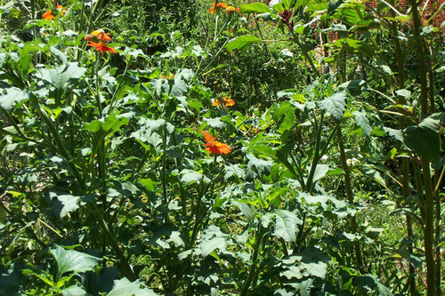 Butterflies on orange flowers on sunny day