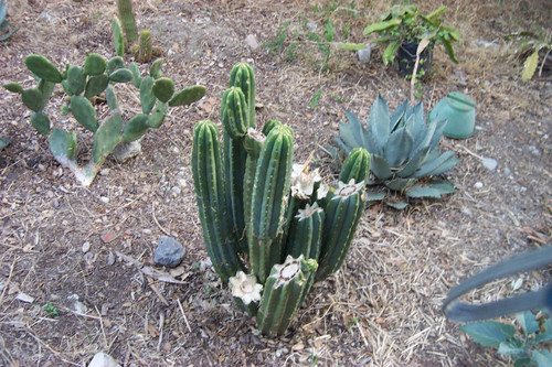 Cactus