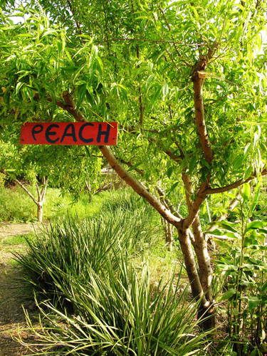 Tree with peach sign