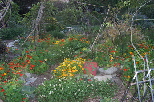 Nasturtium flowers and sign