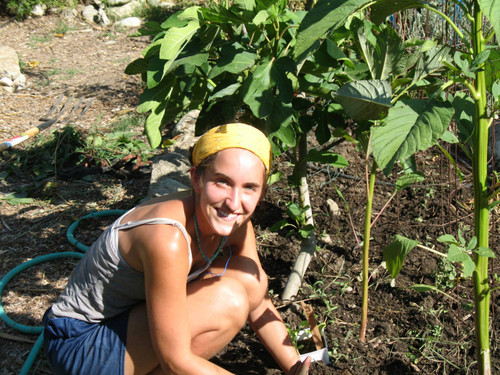 Melon tree planting